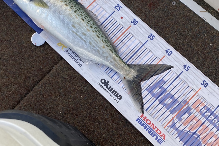 Carter Leaning caught this 40.0cm Kahawai at Cooks beach  during The Export NZ Fishing Competition