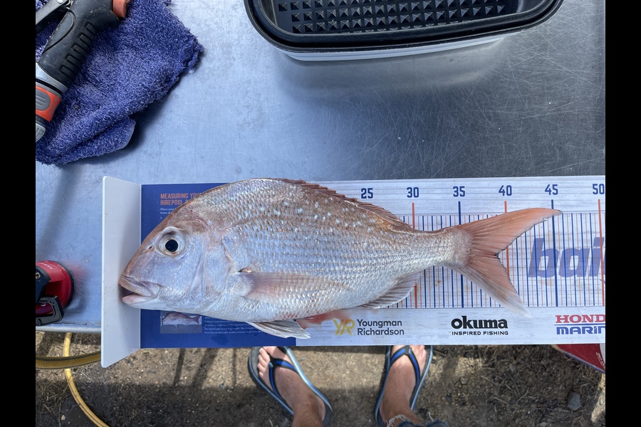 Ritchie Haagh caught this 39.0cm Snapper at Firth of thames during The Export NZ Fishing Competition