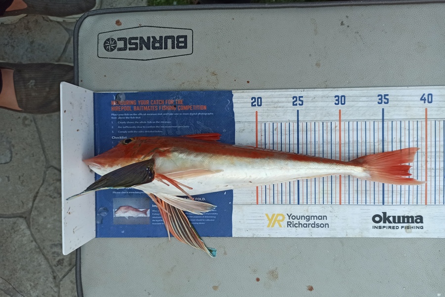 Duncan Pringle caught this 37.5cm Gurnard at Wellington harbour during The Export NZ Fishing Competition
