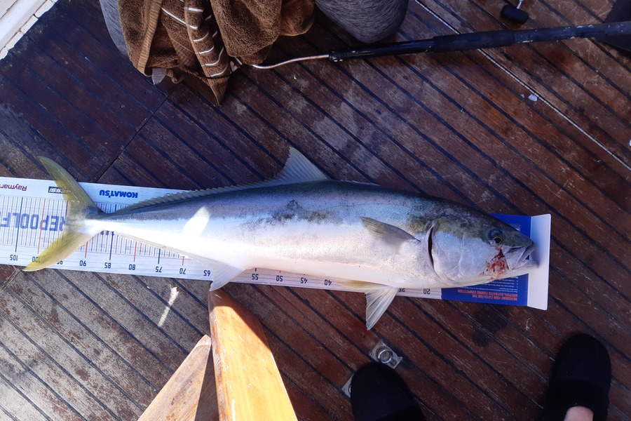 Karen Barnao caught this 95.0cm Kingfish at Black Rocks, BOI during The Export NZ Fishing Competition