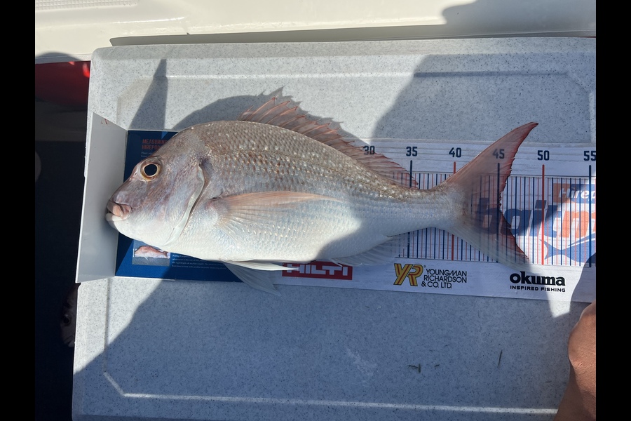 Melissa Martin caught this 45.0cm Snapper at Coromandel  during The Export NZ Fishing Competition