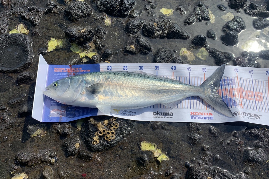 Brock Barrie caught this 53.5cm Kahawai at Coromandel during The Export NZ Fishing Competition