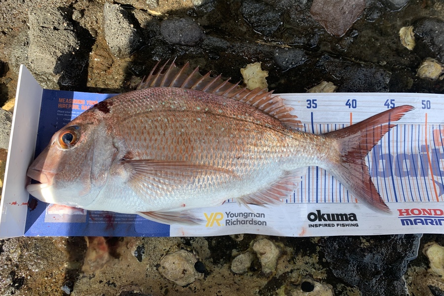 Brock Barrie caught this 41.5cm Snapper at Coromandel during The Export NZ Fishing Competition