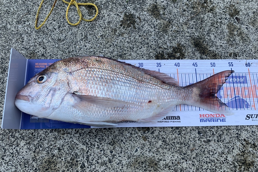Brock Barrie caught this 49.5cm Snapper at Hauraki gulf during The Export NZ Fishing Competition