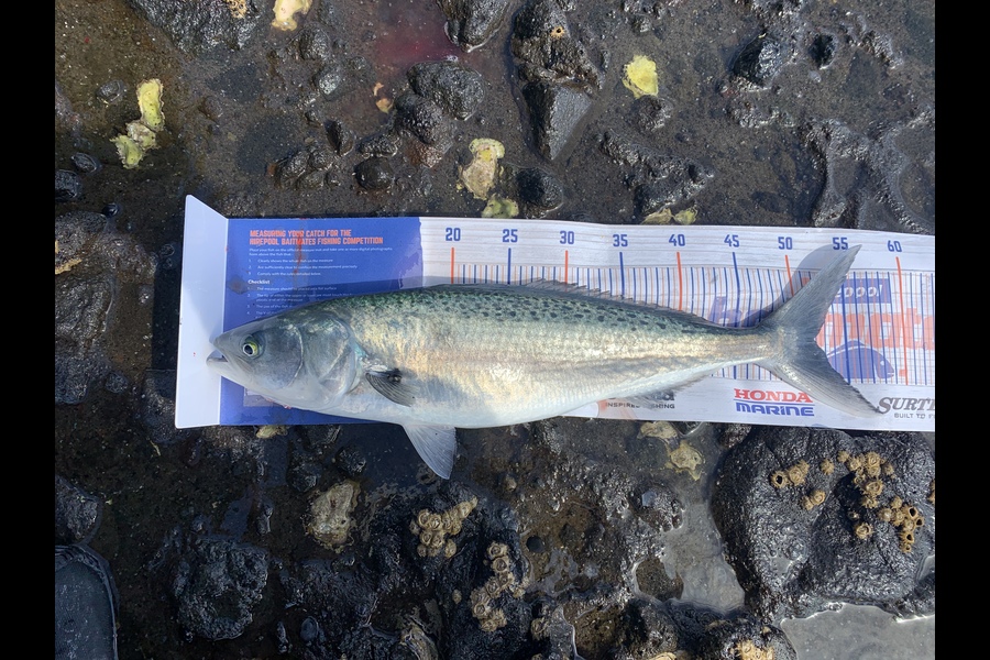Brock Barrie caught this 51.5cm Kahawai at Coromandel during The Export NZ Fishing Competition