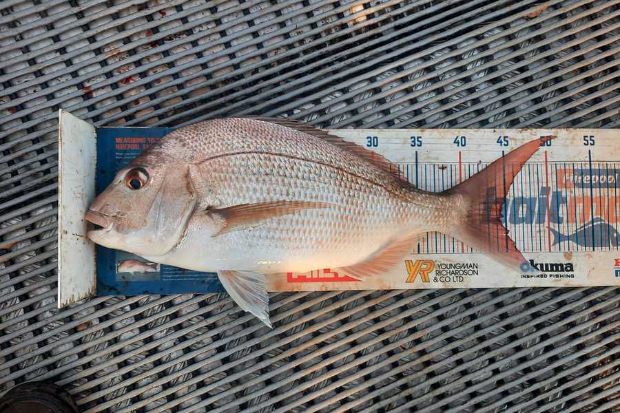 Amanda Bell caught this 44.0cm Snapper at Kaipara  during The Export NZ Fishing Competition