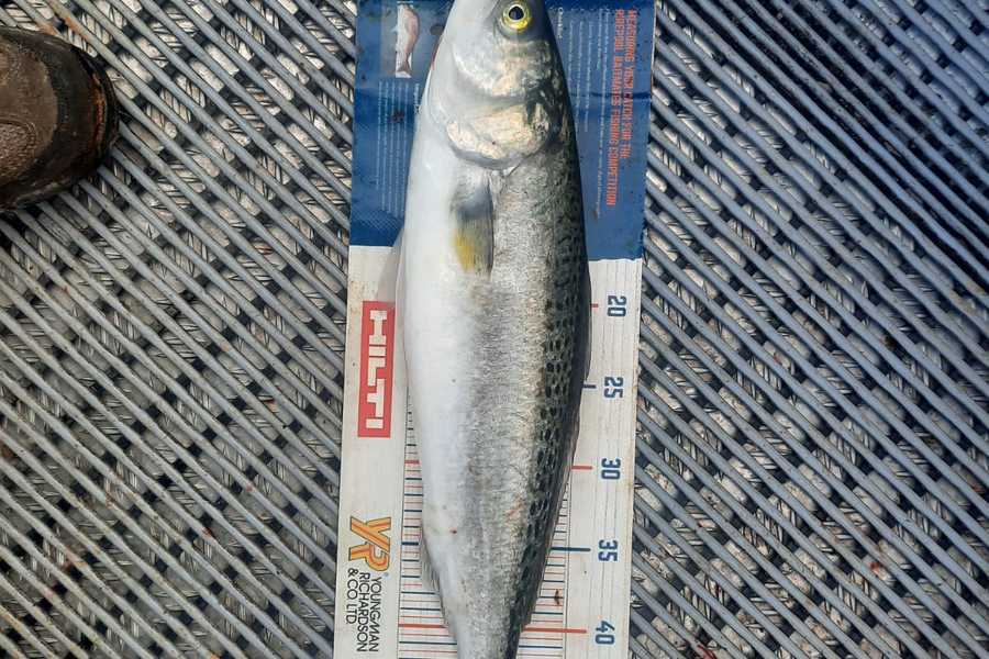 Amanda Bell caught this 49.5cm Kahawai at Kaipara  during The Export NZ Fishing Competition