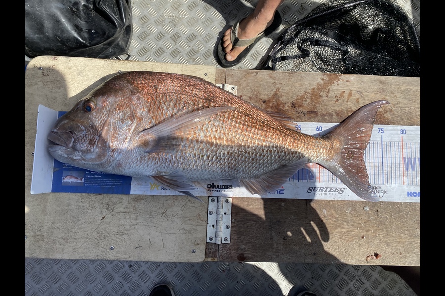 Eden Farley caught this 70.0cm Snapper at Kaimaumau  during The Export NZ Fishing Competition