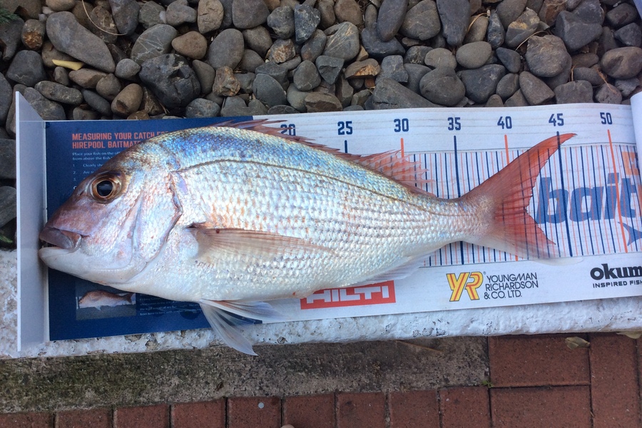 Johnny MacKinnon caught this 41.0cm Snapper at BOP during The Export NZ Fishing Competition