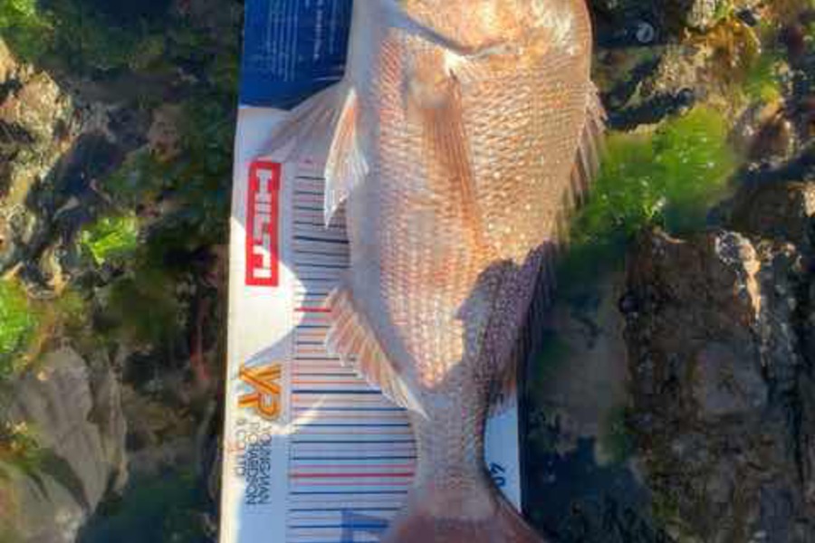 Mark Piskulic caught this 47.0cm Snapper at Far North during The Export NZ Fishing Competition