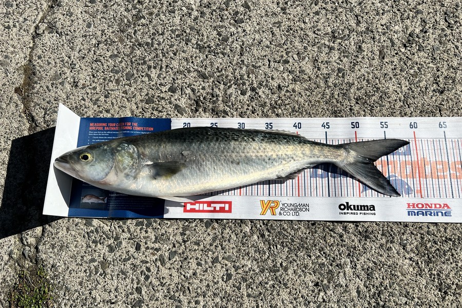 Renea Wheeler caught this 52.5cm Kahawai at Thames during The Export NZ Fishing Competition
