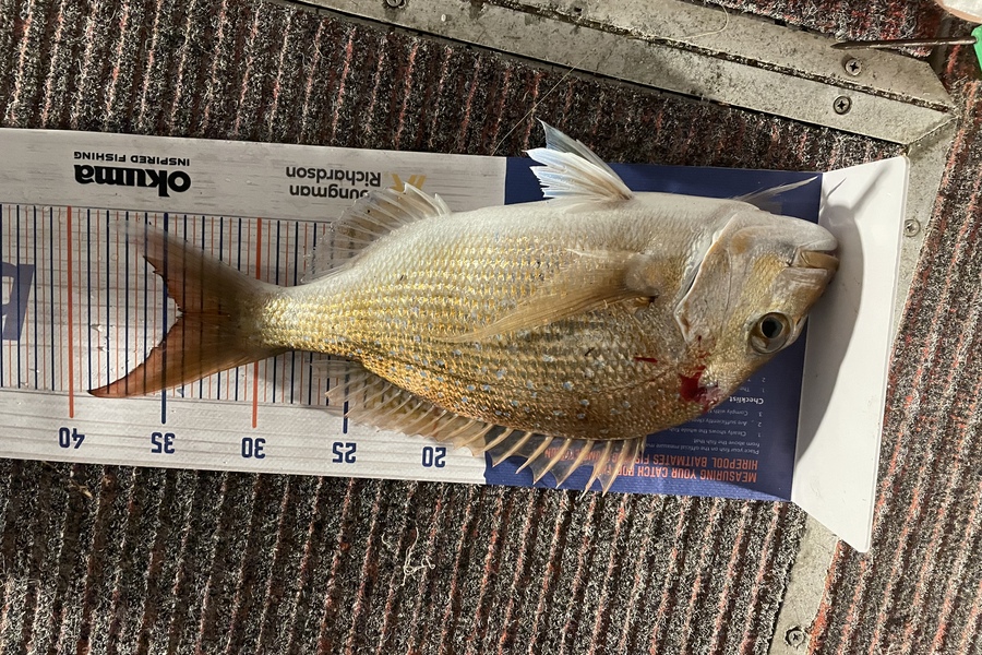 Evan Boyt caught this 34.0cm Snapper at Tauranga during The Export NZ Fishing Competition