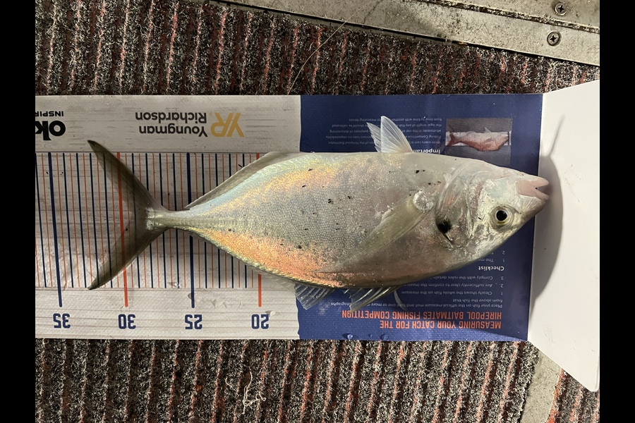 Evan Boyt caught this 29.0cm Trevally at Tauranga during The Export NZ Fishing Competition