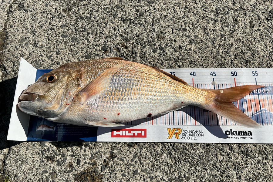 Renea Wheeler caught this 48.5cm Snapper at Thames during The Export NZ Fishing Competition