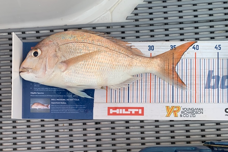 Kerry Watkins caught this 35.5cm Snapper at Firth of Thames during The Export NZ Fishing Competition