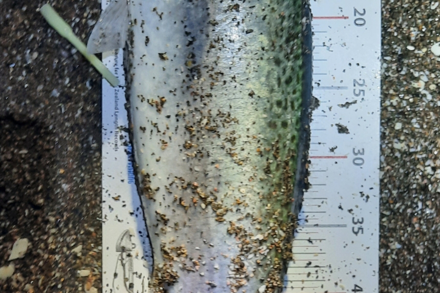 Jordan Highland caught this 56.5cm Kahawai at North East coast during The Export NZ Fishing Competition