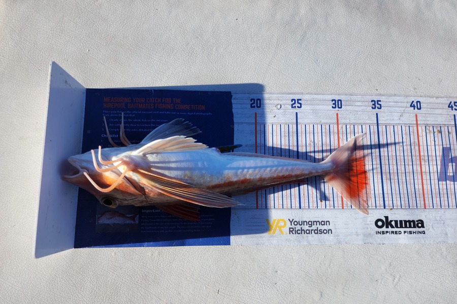 Sabin Arackal caught this 33.0cm Gurnard at Auckland during The Export NZ Fishing Competition