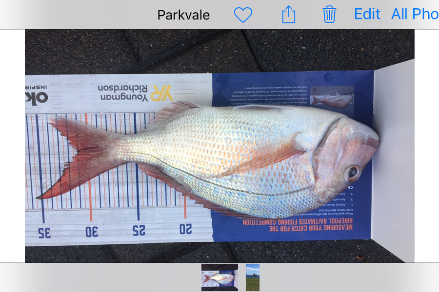 frank usherwood caught this 31.0cm Snapper at Tauranga  during The Export NZ Fishing Competition