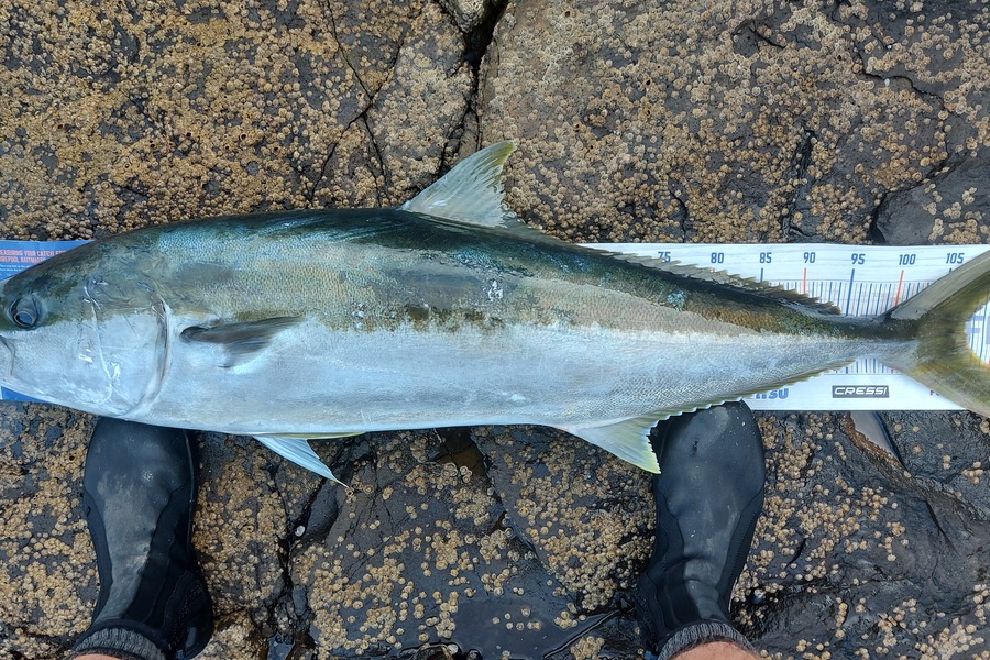 Troy Rae-Royle caught this 107.0cm Kingfish at Coromandel  during The Export NZ Fishing Competition