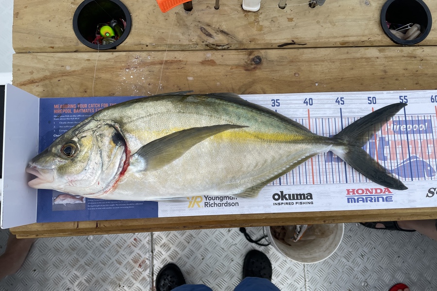 Rhys Holding caught this 47.5cm Trevally at Mercury Bay during The Export NZ Fishing Competition