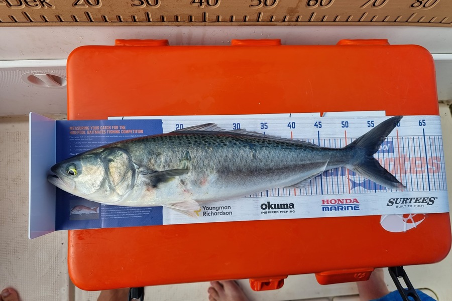 Jamie Reith caught this 55.0cm Kahawai at Thames during The Export NZ Fishing Competition