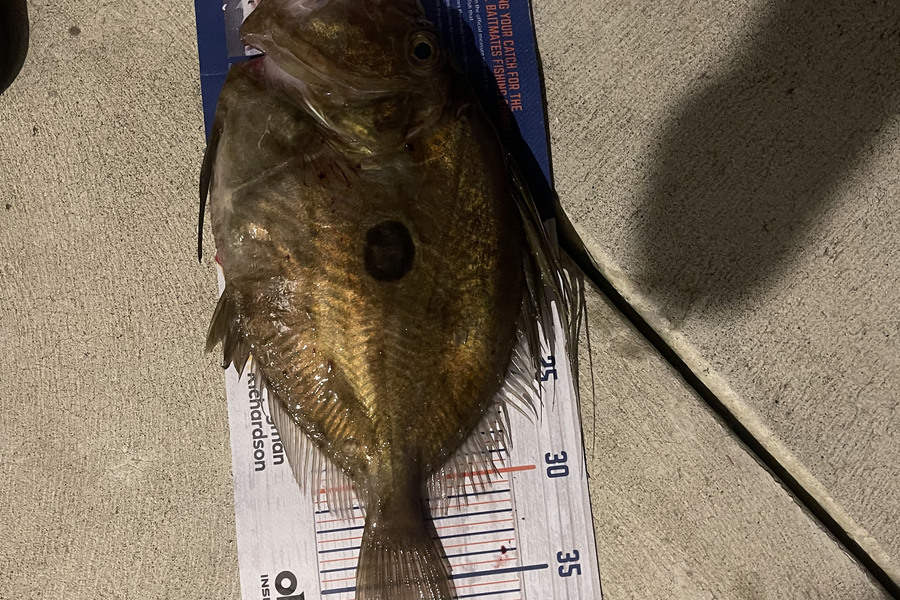 Charles Peters caught this 39.0cm John Dory at Tauranga during The Export NZ Fishing Competition