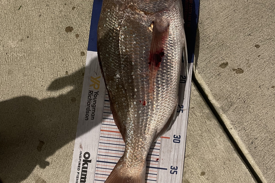Charles Peters caught this 40.0cm Snapper at Tauranga during The Export NZ Fishing Competition