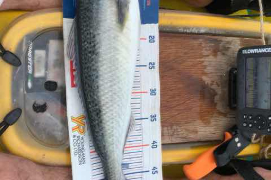 Mark Piskulic caught this 50.0cm Kahawai at Doubtless Bay during The Export NZ Fishing Competition