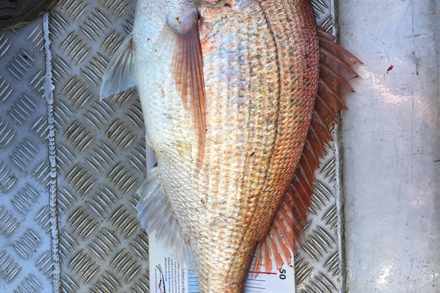 Scott Marriott caught this 63.0cm Snapper at Kapiti  during The Export NZ Fishing Competition