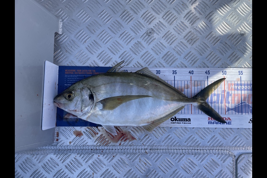 Michael Fuller-Smith caught this 44.0cm Trevally at Bay of plenty  during The Export NZ Fishing Competition