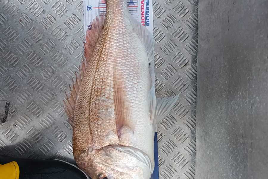 Eve Lawrence caught this 60.5cm Snapper at Bream Bay during The Export NZ Fishing Competition