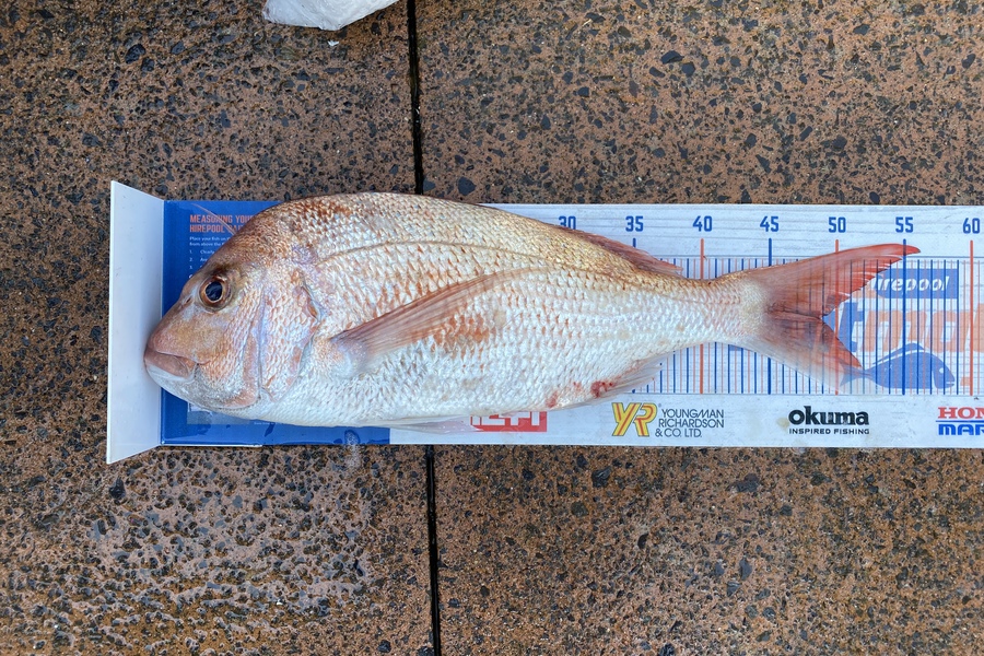 Blake Baird caught this 49.0cm Snapper at pauanui during The Export NZ Fishing Competition