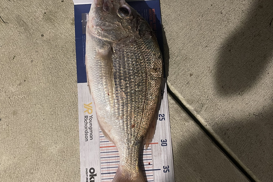 Charles Peters caught this 39.5cm Snapper at Tauranga during The Export NZ Fishing Competition