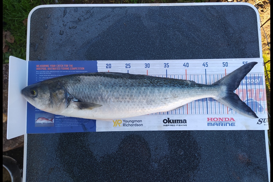 Luther Murray caught this 51.5cm Kahawai at Maketu during The Export NZ Fishing Competition