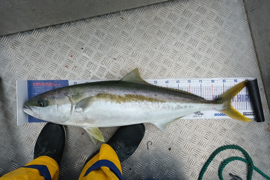 Samuel Baker caught this 88.0cm Kingfish at Bream bay during The Export NZ Fishing Competition
