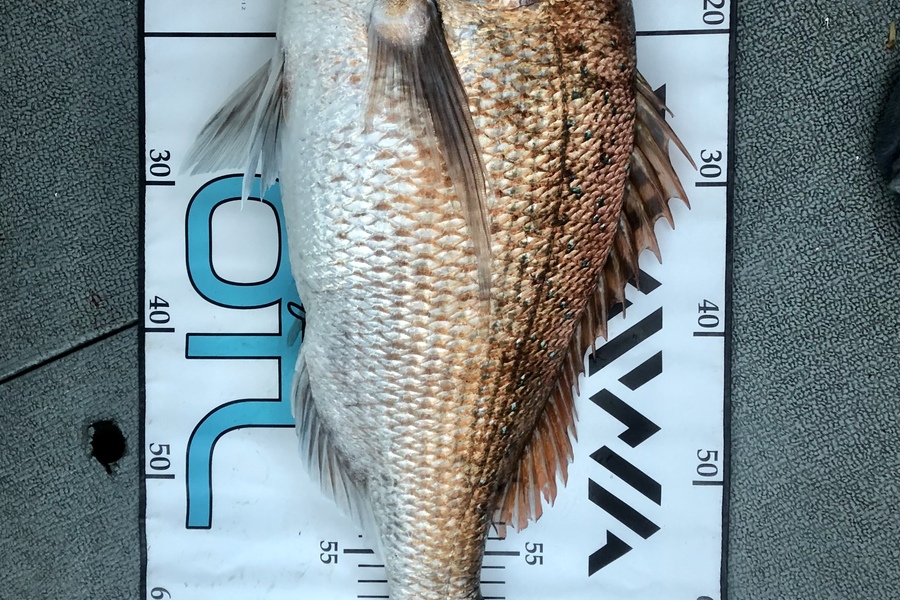 Jereme Aubertin  caught this 68.0cm Snapper at Motiti Island  during The Export NZ Fishing Competition