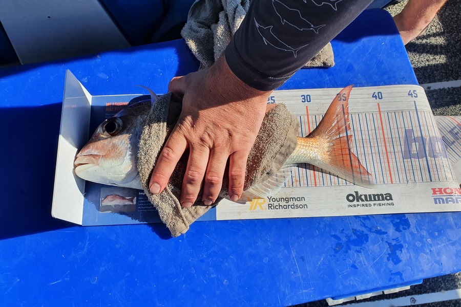Craig Millar caught this 35.0cm Snapper at Thames during The Export NZ Fishing Competition