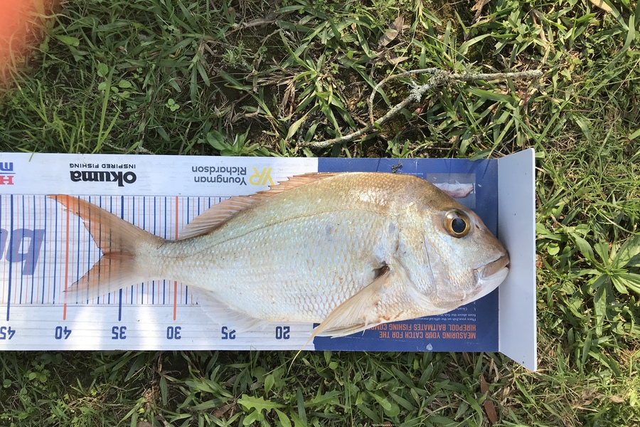 Summa Buchanan caught this 36.5cm Snapper at Waikawau during The Export NZ Fishing Competition