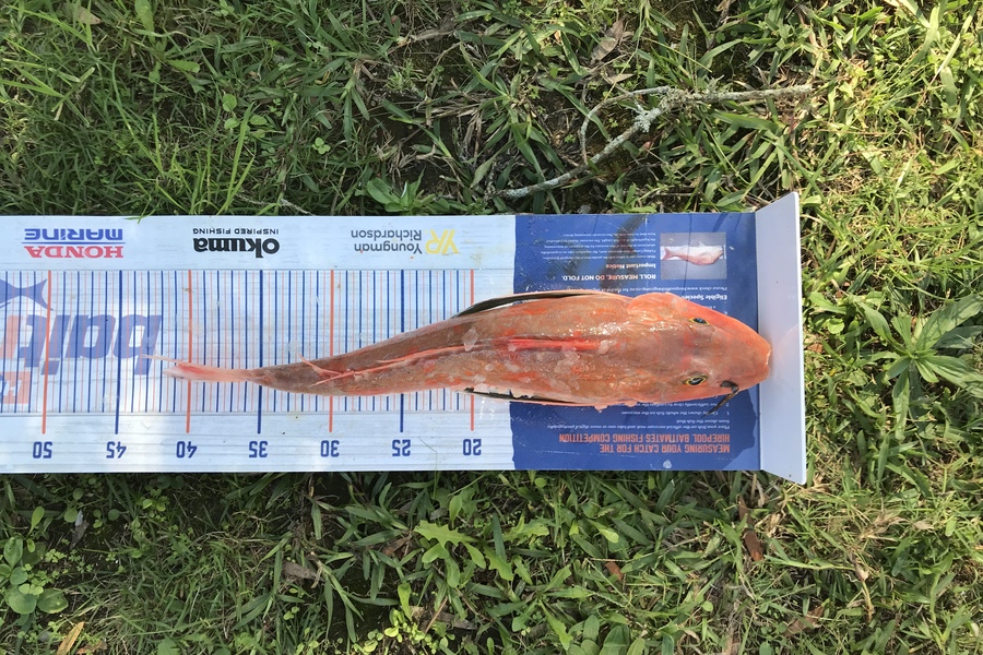 Summa Buchanan caught this 40.5cm Gurnard at Waikawau  during The Export NZ Fishing Competition
