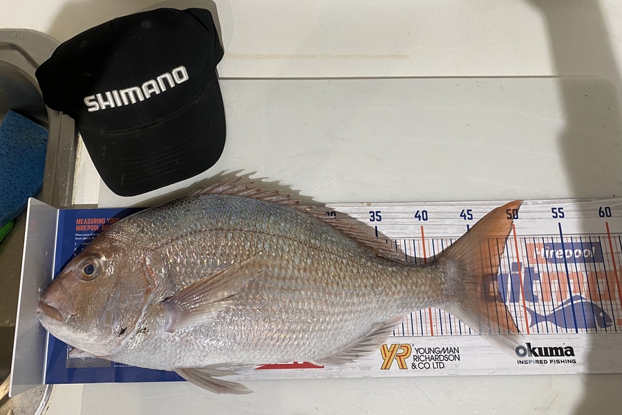 Stephanie  Fairweather  caught this 47.0cm Snapper at Wellington harbour  during The Export NZ Fishing Competition