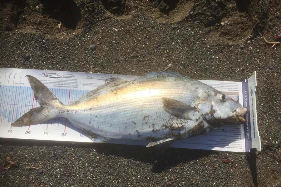 Peter Jones caught this 58.0cm Blue Moki at marlborough during The Export NZ Fishing Competition