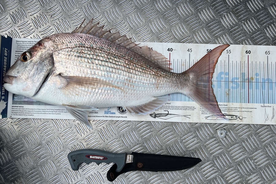 Mike Harvey caught this 50.5cm Snapper at Kaiaua farms during The Export NZ Fishing Competition