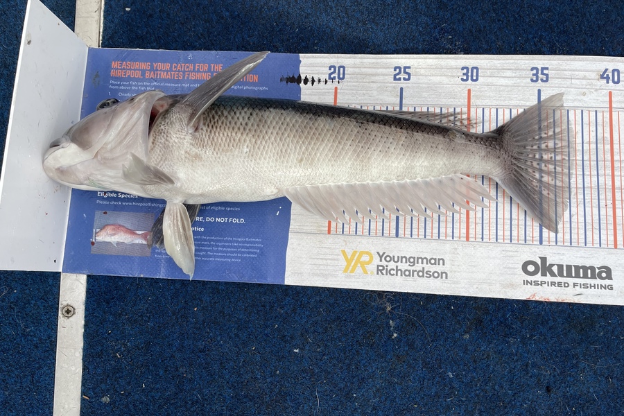 Janine Romano caught this 37.0cm Blue Cod at Pelorus Sound  during The Export NZ Fishing Competition