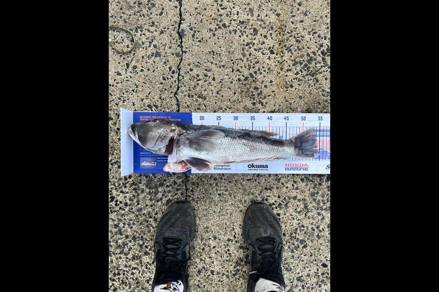 Timmy Richardson caught this 53.5cm Blue Cod at Otago  during The Export NZ Fishing Competition