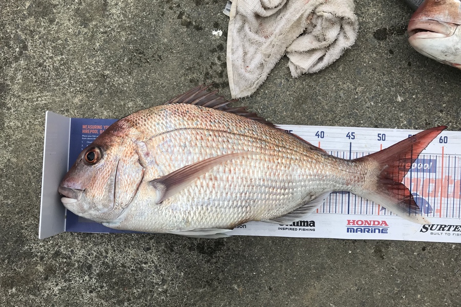 Anthony Murray caught this 53.0cm Snapper at Kapiti during The Export NZ Fishing Competition