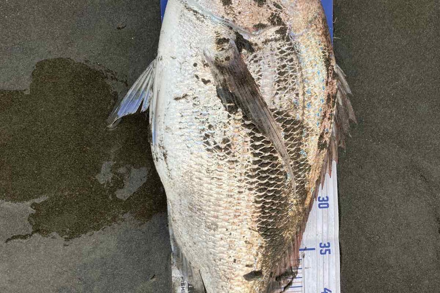 Viv Radich caught this 50.0cm Snapper at Foxton during The Export NZ Fishing Competition