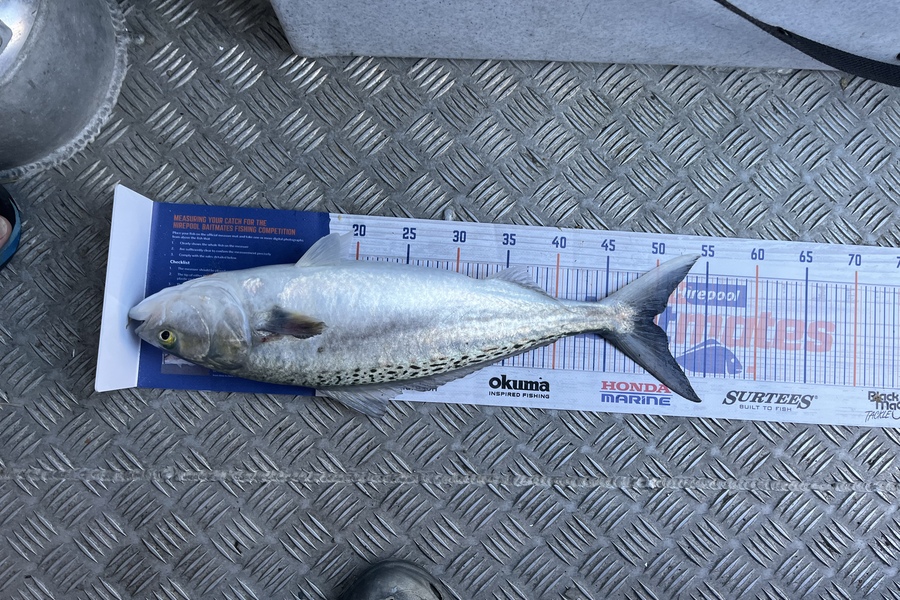 Chris Lane caught this 49.5cm Kahawai at Kawhia during The Export NZ Fishing Competition
