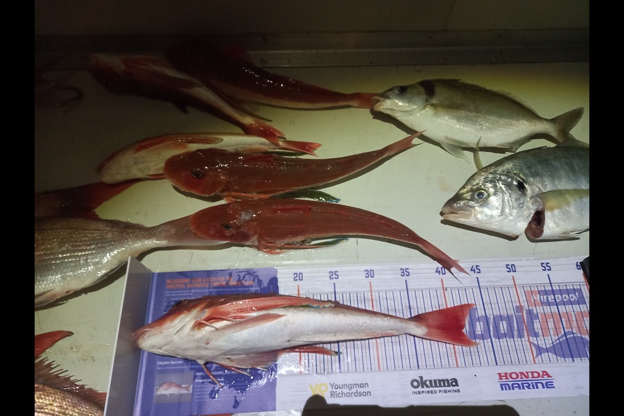 Nigel Sylva caught this 41.5cm Gurnard at Mana during The Export NZ Fishing Competition