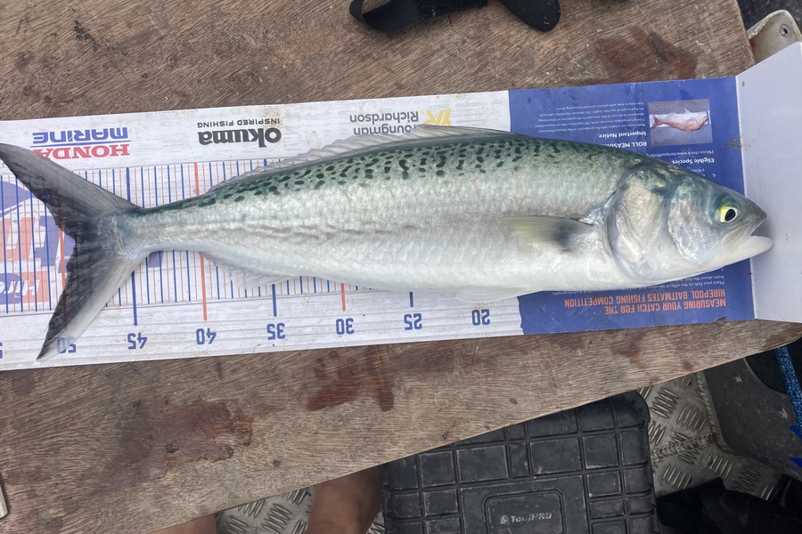 James Farley caught this 49.0cm Kahawai at Kaimaumau  during The Export NZ Fishing Competition