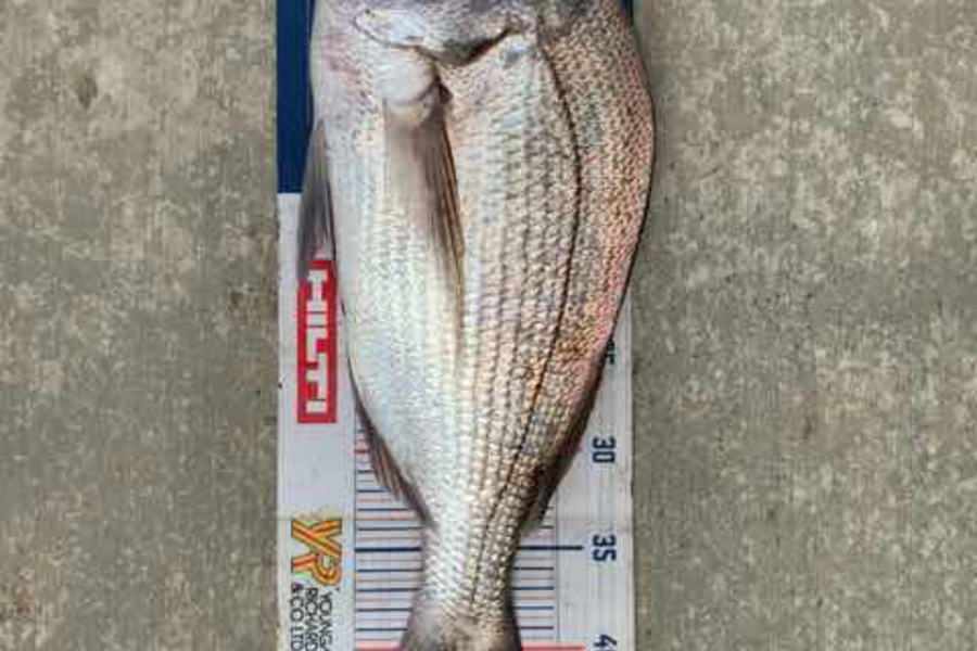 Mark Piskulic caught this 44.0cm Snapper at Far North during The Export NZ Fishing Competition